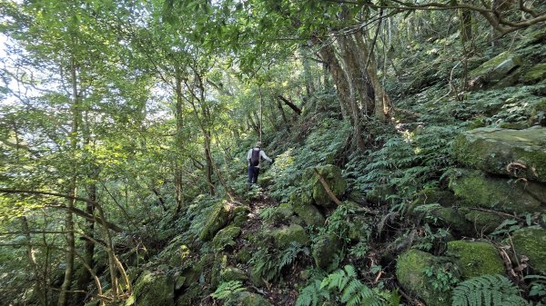 東北季風起遊走雲瀑和山毛櫸間的啦卡山與北插天山登山行2951081