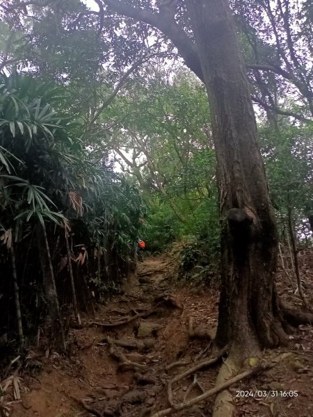 【臺北大縱走 6】中華科大→捷運麟光站、【小百岳集起來】#013 南港山 H375m2470660