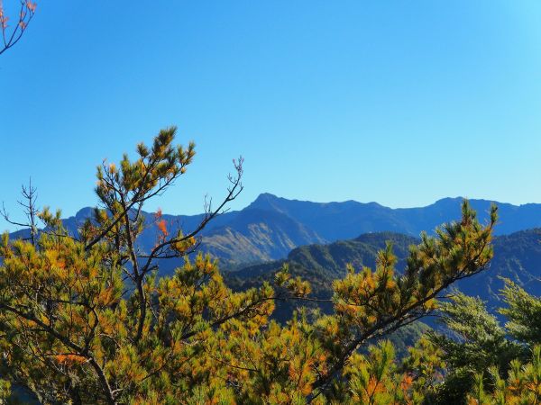 特富野O型 兒玉山東水山229774