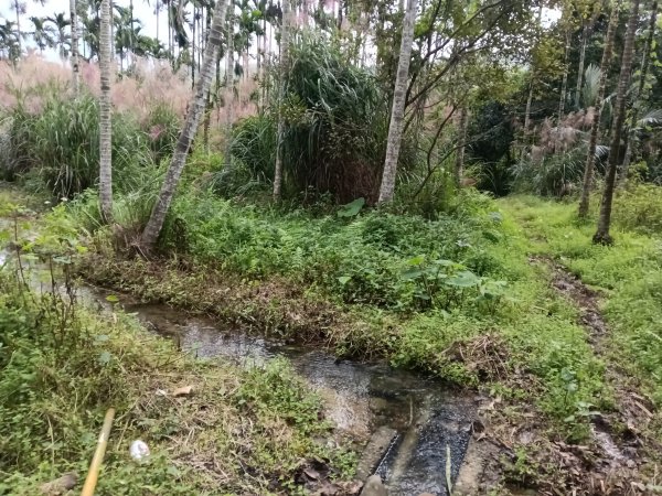 雙溪區冬陽下閃閃菅芒花2949414