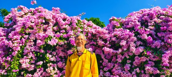 #蒜香藤 #泰山楓樹河濱公園 11/242943664