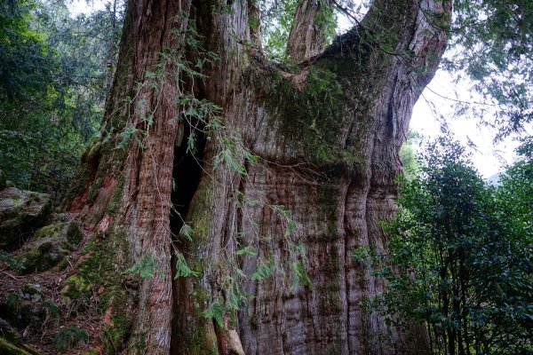【輕忽】【大安溪神木】2695043
