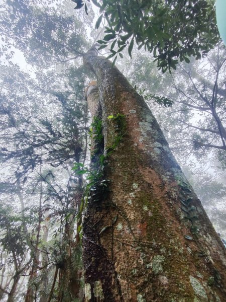 苗栗關刀山小百岳2649240