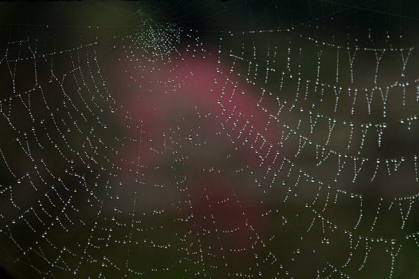 杉林溪賞花872587