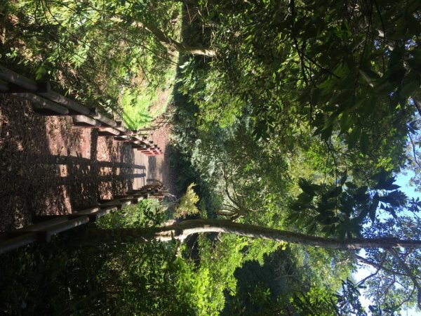 北得拉曼神木步道、內鳥嘴山、山毛櫸、瀑布2348800