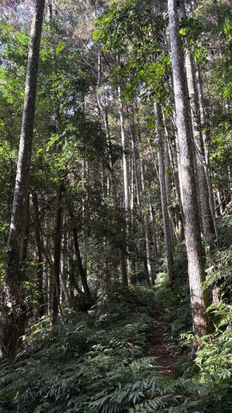 鵝黃色的優雅2960193