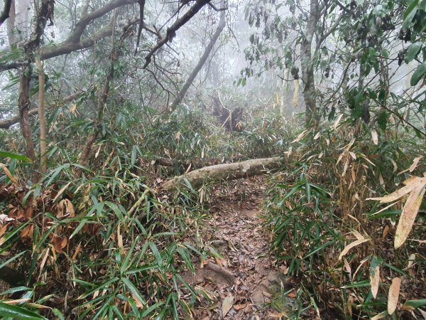 白雲山步道（小百岳）1334330