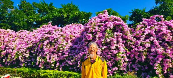 #蒜香藤 #泰山楓樹河濱公園 11/242943649