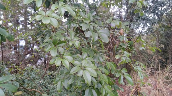 雪見遊戲區盡尾山二本松山2702670