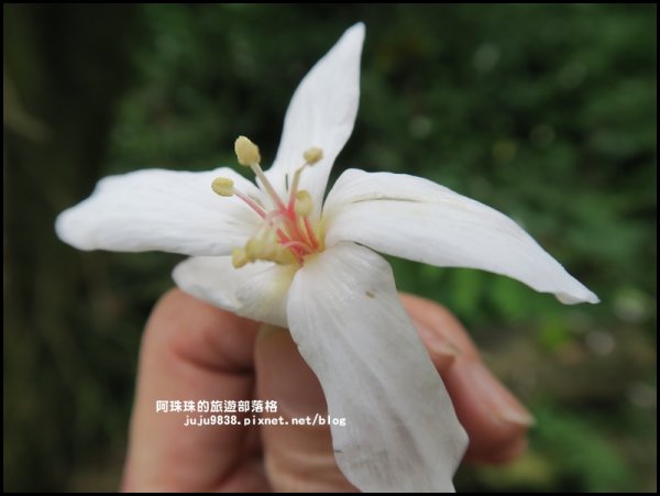    十一指古道包場賞桐花573609