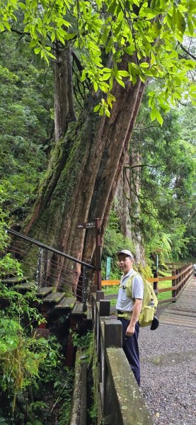 拉拉山巨木步道-塔曼山步道_202407022569672