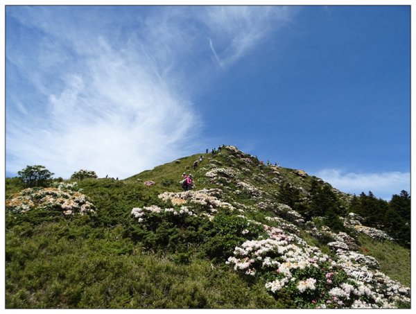 石門山/杜鵑花開1367769