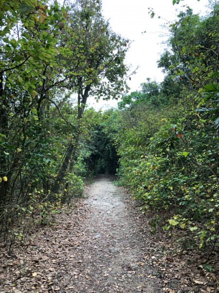 2020.04.02北柴山900692