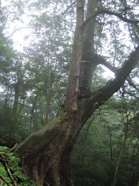 我醉了在內鳥嘴山456401