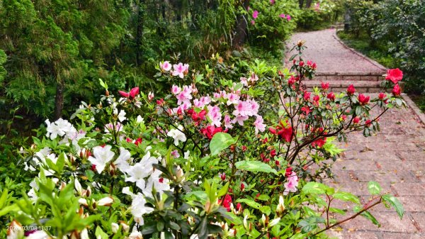 #中山樓 #陽明公園 #十八份 #吉野櫻 #墨染櫻（花葉同開） #山海觀馬場 #黃花風鈴木3011418