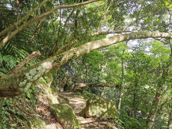 獅頭山風景區 - 漫步參山步道1023034