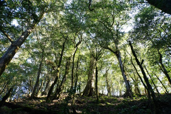 新竹 五峰 西高橋山、霞喀羅大山2959335