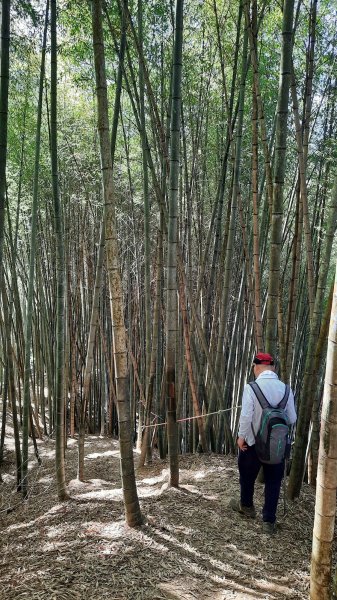 《南投》竹林台灣杉｜溪頭山竹崙山志騰山O繞202302182035830