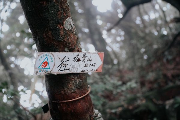 塔曼山，樹的國度。636136