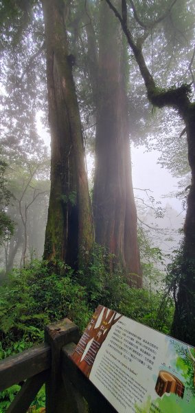 2022-09-10 塔山步道、姊妹潭、巨木群步道、小笠原山觀景台1841024