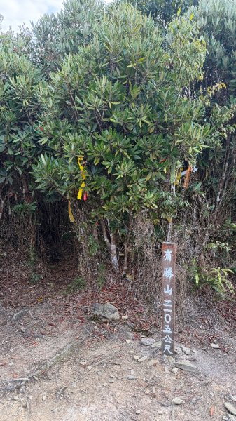 埔里六秀 《有勝山 2105m》2025 12/132961244