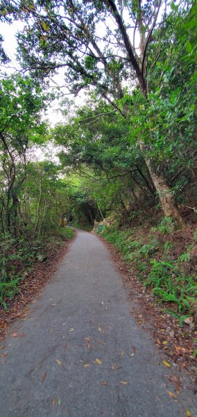 2023-07-22三角崙山登山步道2227485