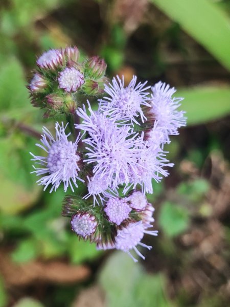 飛沙龍逆走2988875