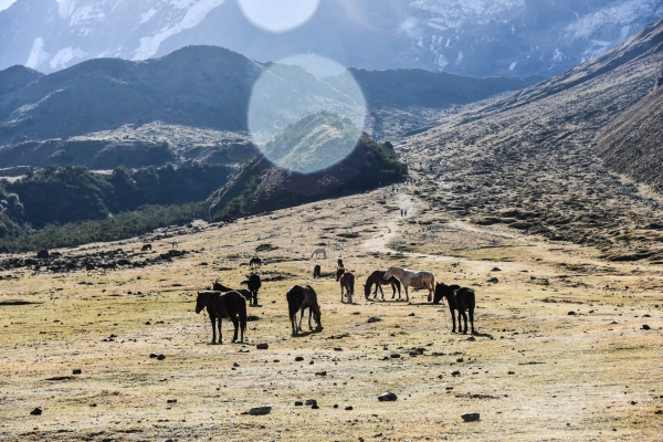 祕魯索坎泰健行與馬丘比丘探險54716