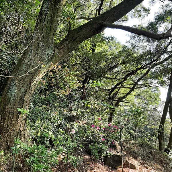 大屯山系｜彌陀山、青楓步道1282747