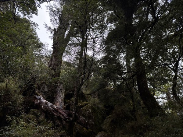 20250110 庫哈諾辛山(進涇橋登山口)2686249