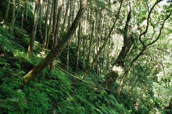 新竹 五峰 鵝公髻山2916847