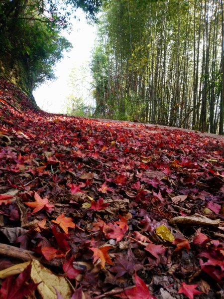 李崠山、泰平山、馬望僧侶山O走1211369