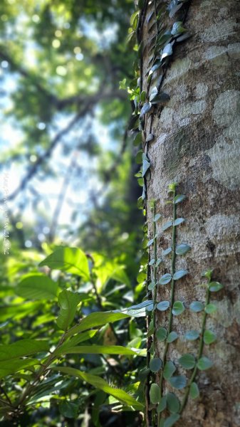 《新竹》沒那簡單｜關西赤柯山東獅頭山步道O繞202506152813529