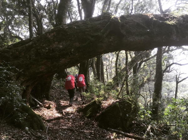 【Mo訪舊】黑黑谷治茆山巒安堂西巒大山36365