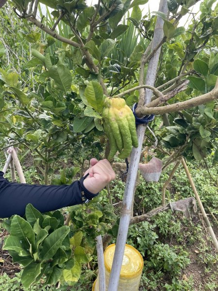 陽明山六瀑連走2877714