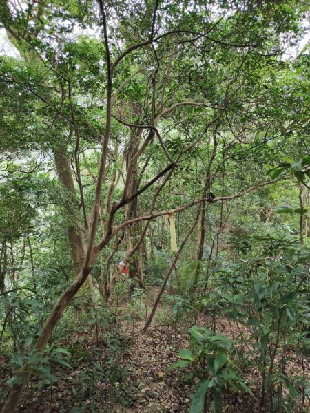 2023.12.27 大溪金面山2839312