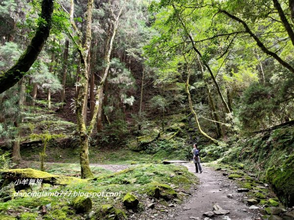 【新竹】觀霧森林遊樂區：檜山巨木群步道2397413