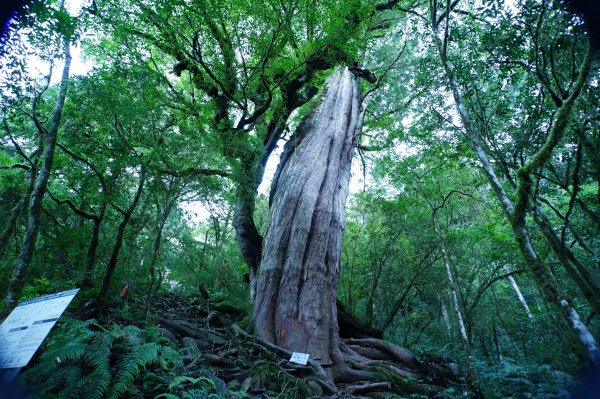 宜蘭 大同 加羅山2890268