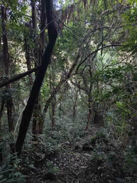 2024.11.29 騎龍山+騎龍古道2990401