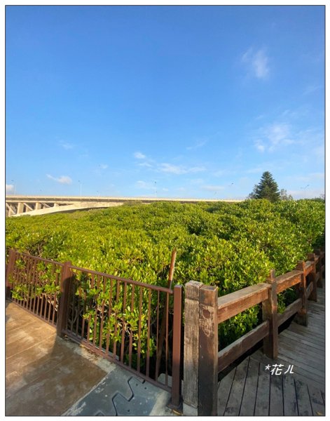 新豐紅樹林木棧步道2707071