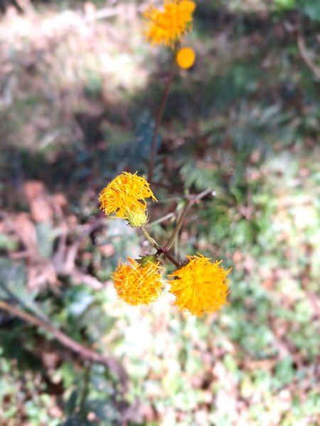 石山+阿毛神木202512112961784