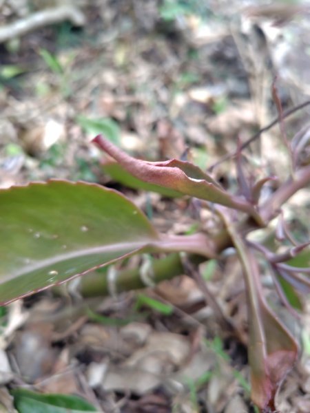 恆春大縱走連走白沙彌山出呆風草原2991473