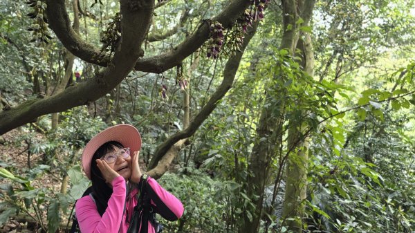 血藤秘境，步行30分鐘即可抵達，鳶山血藤大爆發，最佳賞花期只有7天，要去要快，鳶溪縱走2758581