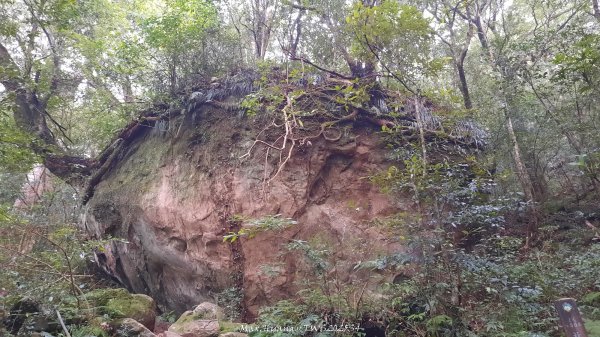 《新竹》斷崖神木｜北得拉曼步道小P繞202510172917560