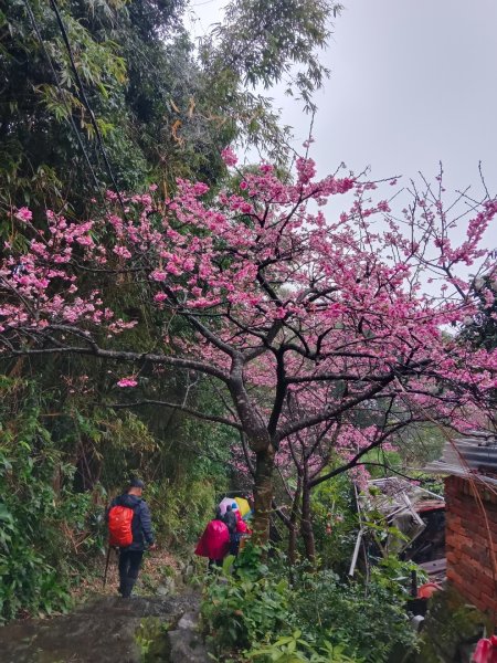 240125中正山、頂湖山群峰縱走2409584