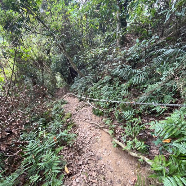 20231102_關西赤柯山（森遊竹縣）2762961