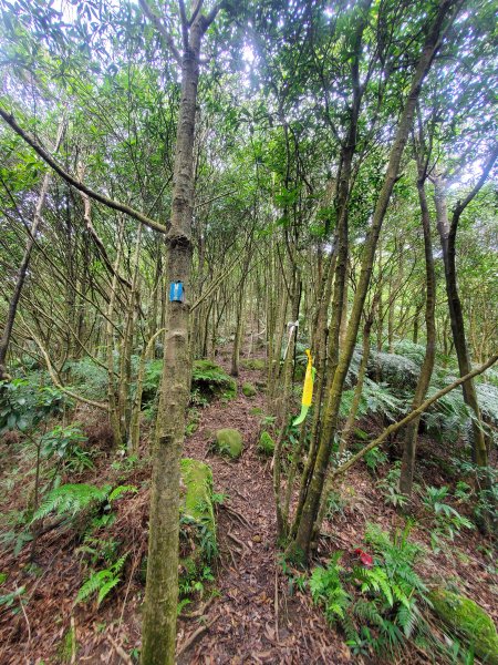 梅花三弄～梅花山西南峰，梅花山，梅花山西峰