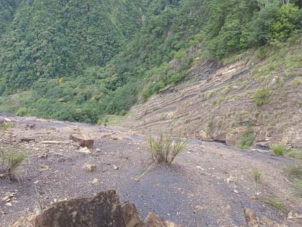 20230902台中和平隘勇求安線白毛山東北峰、白毛山、白毛山西南峰、臭頭山、白毛山北峰、沙蓮山西南2269954