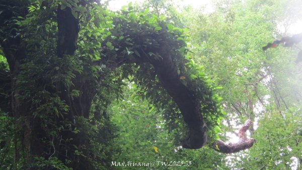 《苗栗》關刀出關｜三義關刀山出關古道(聖關段-苗56)202509052878817