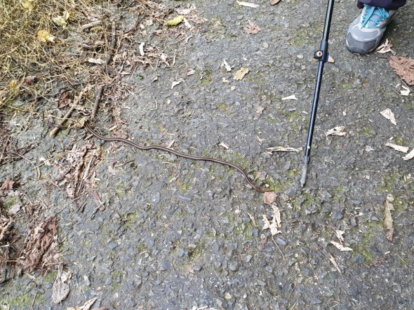 【雲嘉】後棟山連走大二尖山1478505